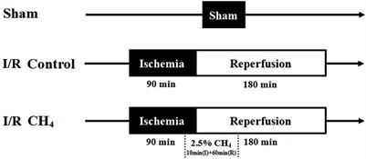 Methane Inhalation Protects Against Lung Ischemia-Reperfusion Injury in Rats by Regulating Pulmonary Surfactant via the Nrf2 Pathway